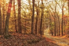 Robert Frost Trail Fall